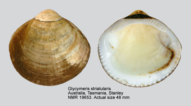 Glycymeris striatularis.jpg - Glycymeris striatularis(Lamarck,1819)